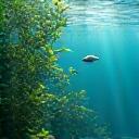 맑고 투명한 물 속에서 물고기가 헤엄치는 이미지